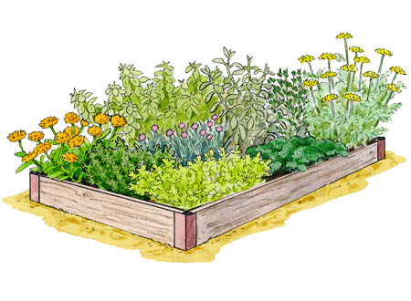 Planting Herbs: Grow a Kitchen Herb Garden