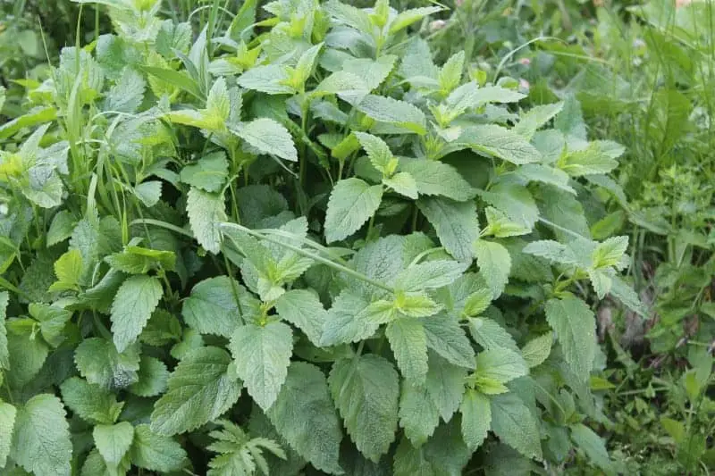 Herbs for the Medicinal Herb Garden