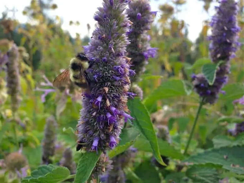 Bees absolutely love flowering herbs, here is licorice mint flowering (Agastache)