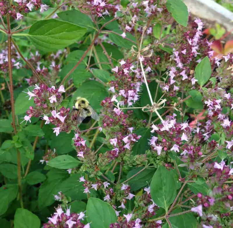 Herbs for the Medicinal Herb Garden