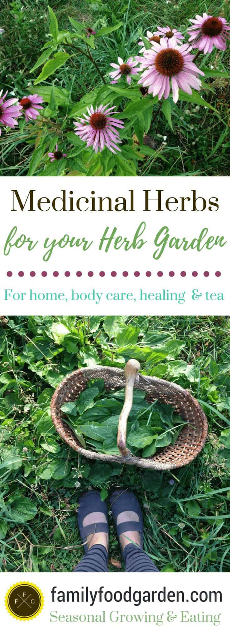 Medicinal Herbs to Plant in your Herb Garden