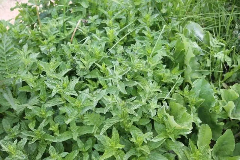 Lemon balm Mint can spread rapidly in the herbal garden