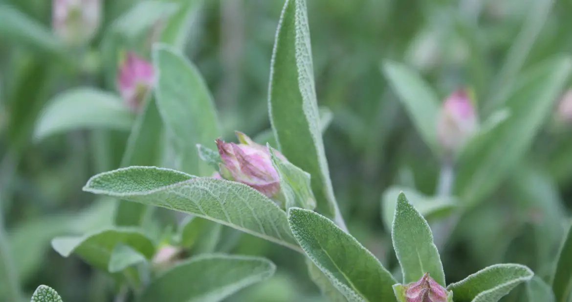 How To Plant A Medicinal Herb Garden