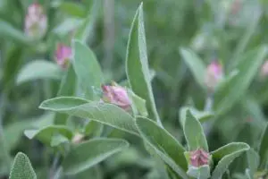 Herbs for the Medicinal Herb Garden