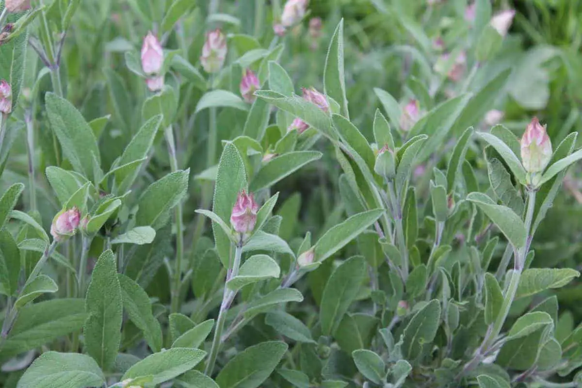 Herbs for the Medicinal Herb Garden