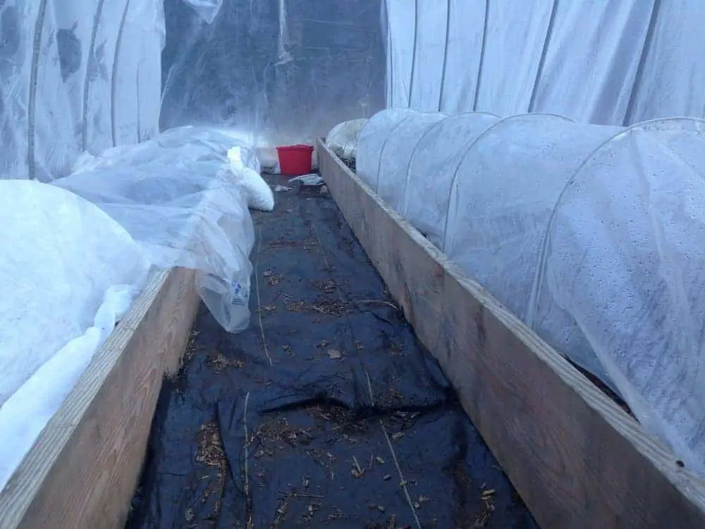 Double hoop tunnels- using low tunnels inside a greenhouse