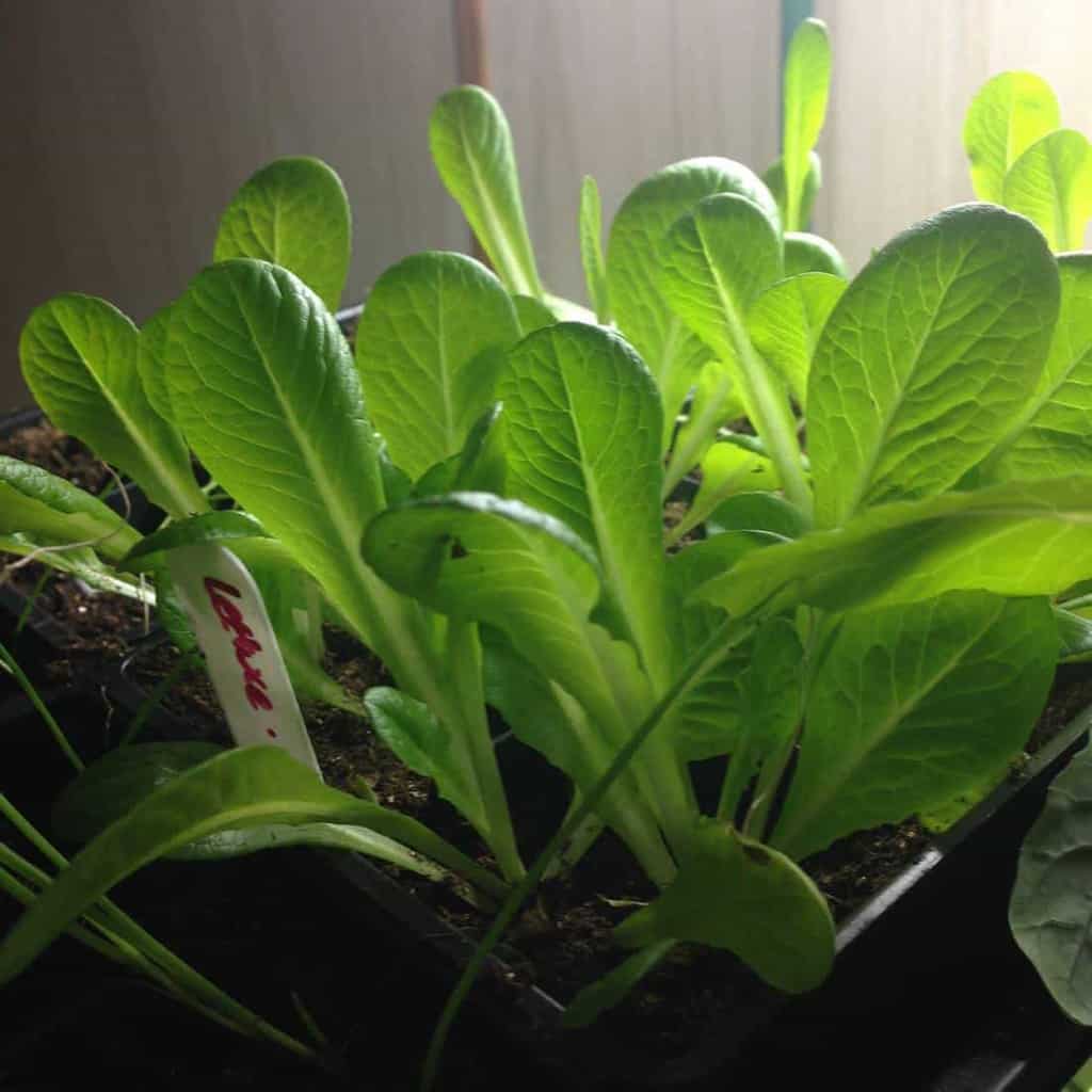 Lettuce Seedlings