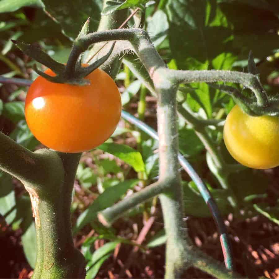 Fresh Cherry Tomatoes