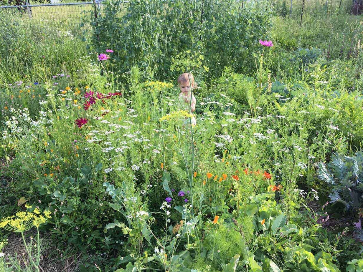 Growing a wildflower garden patch