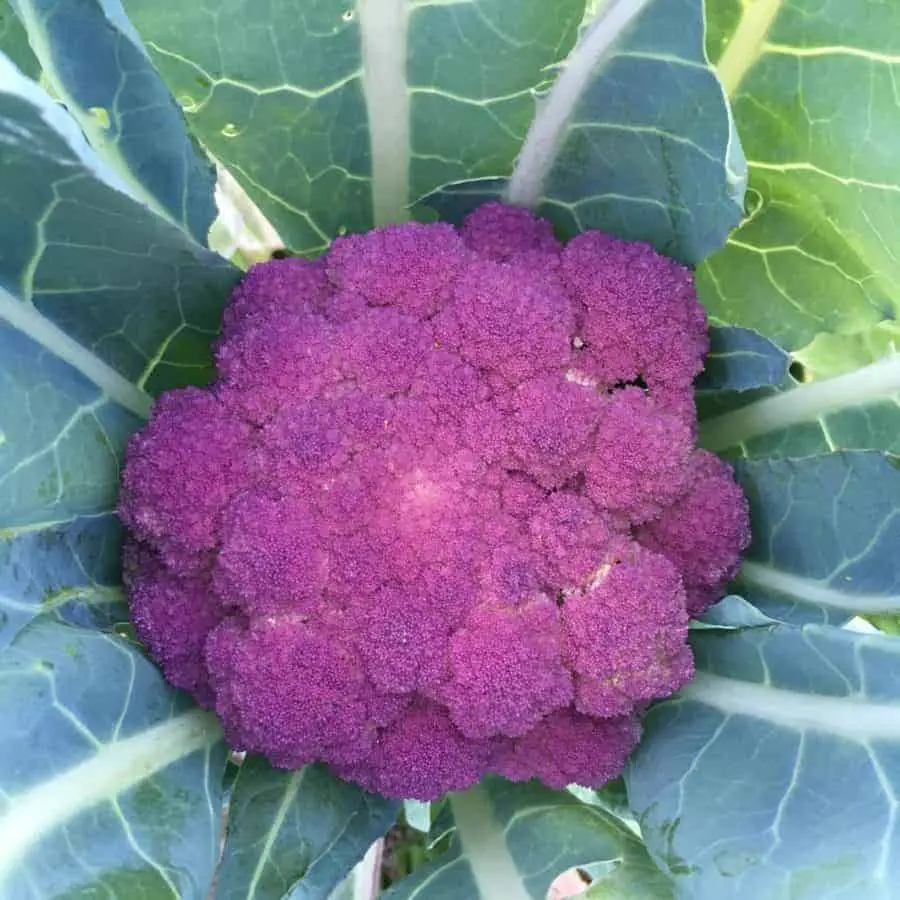Certain garden veggies are fun colors like this purple cauliflower