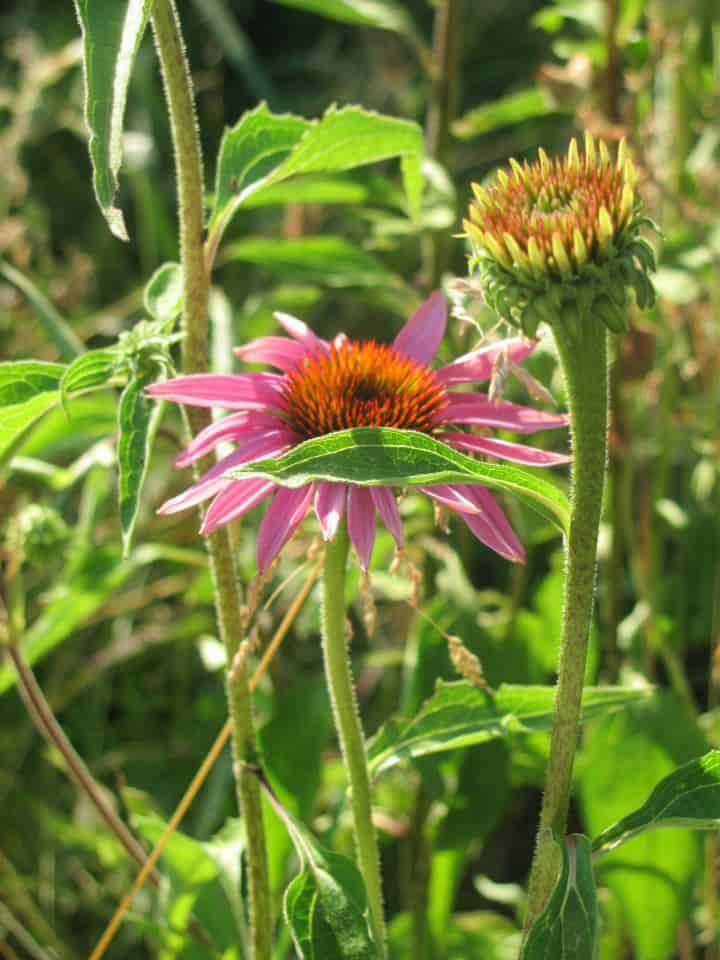 Echinacea is a perfect addition to the pernaculture herb garden design