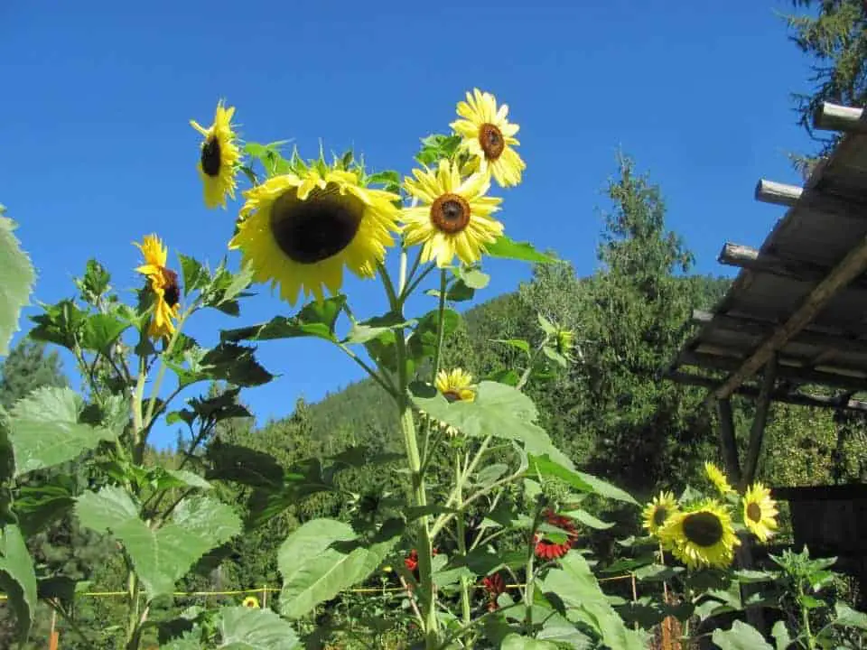 Growing sunflowers