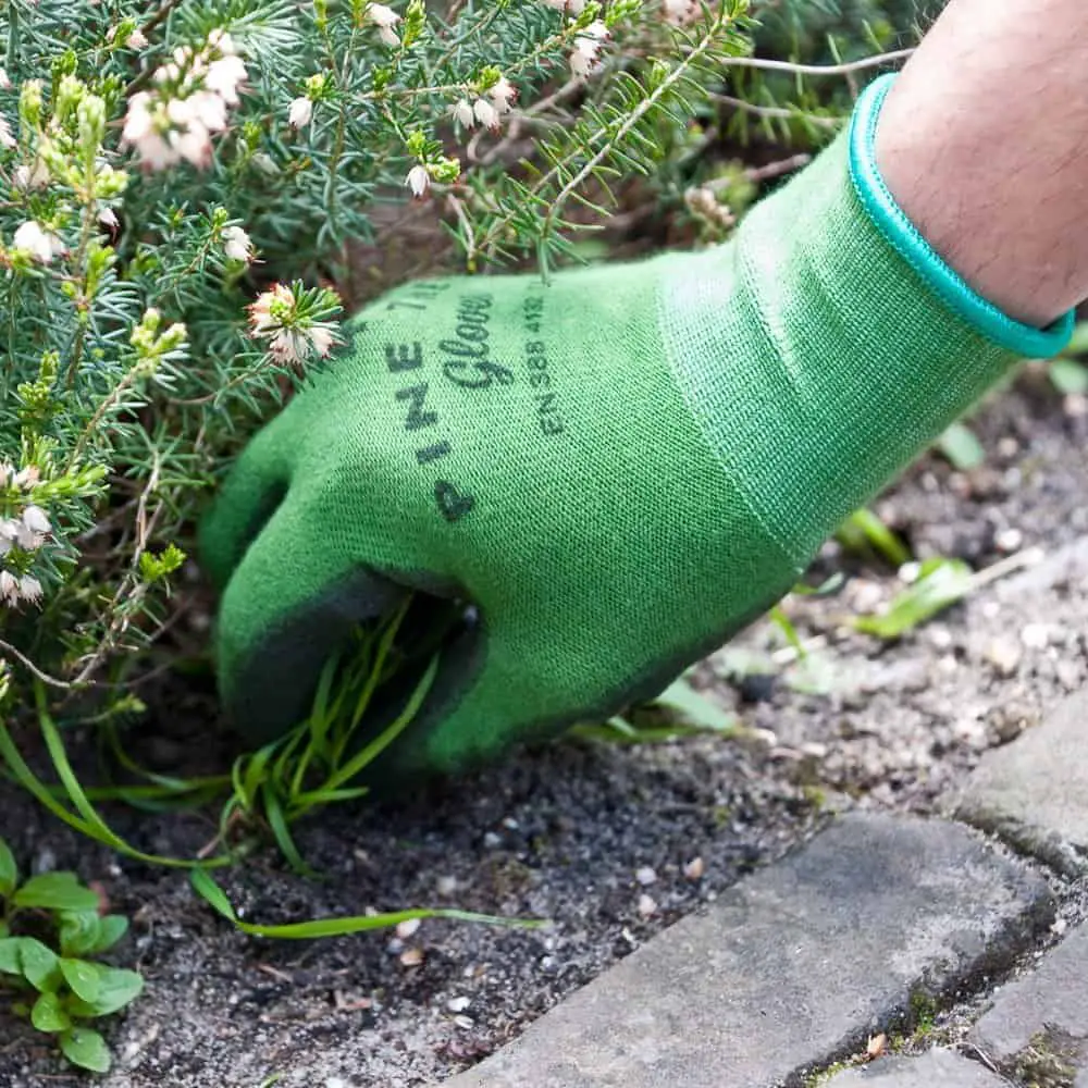 Gardener gifts- good pair of garden gloves