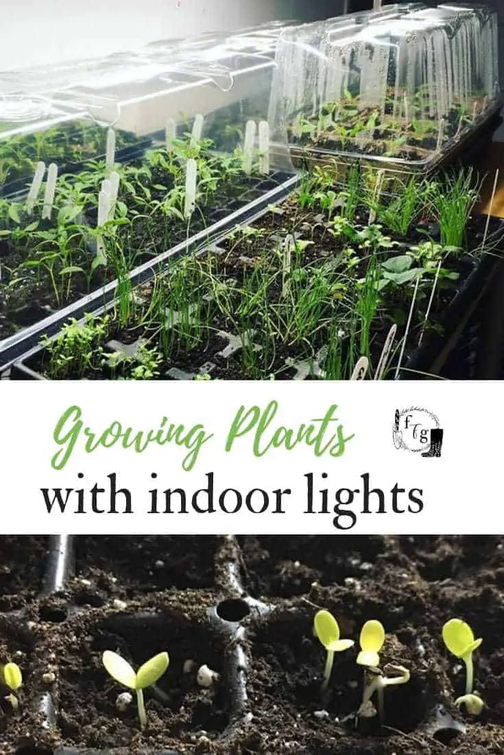 Indoor gardening with mini greenhouses and growlights #indoorgardening #seedstarting