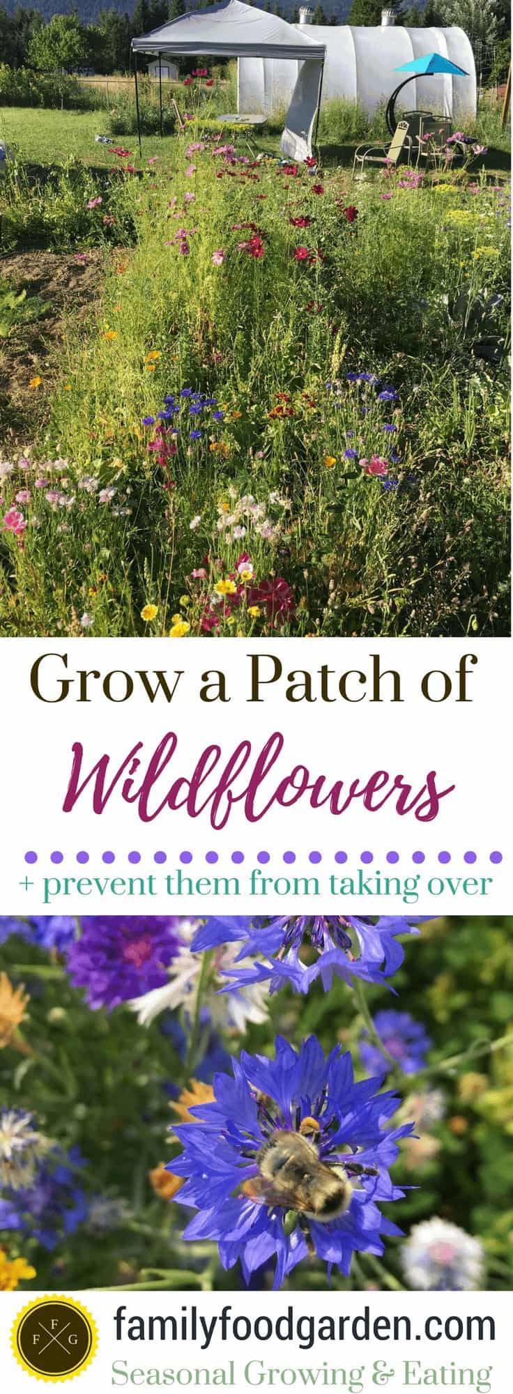 Growing wildflower seed blends