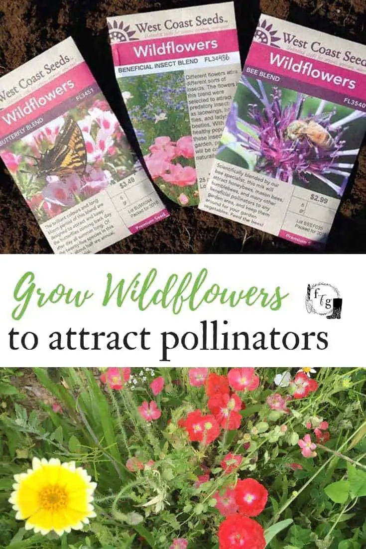 Grow Wildflowers to Attract Pollinators
