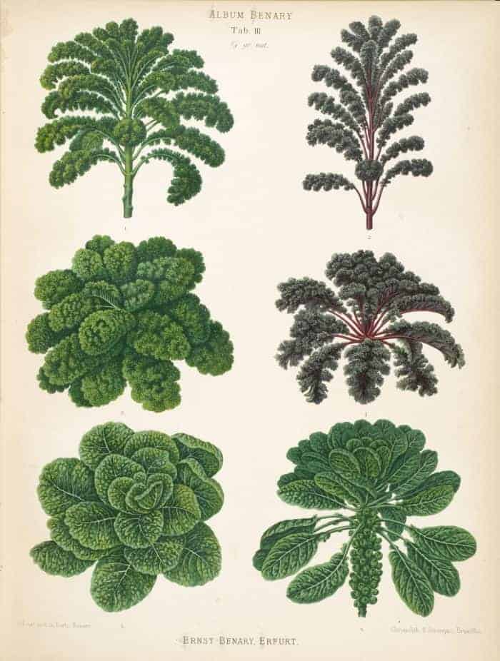 Kale varieties + heirloom history of kale and brassicas