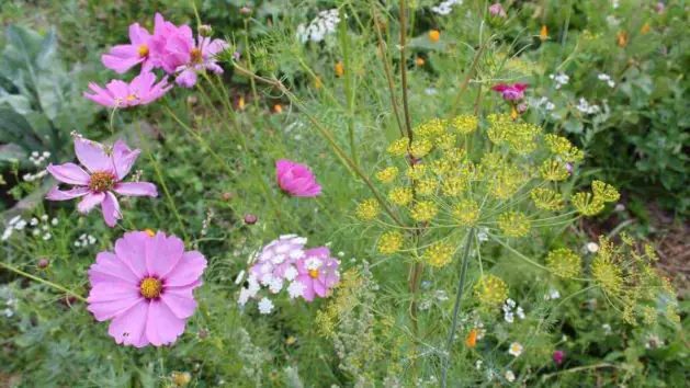 Wildflowers in a permaculture garden