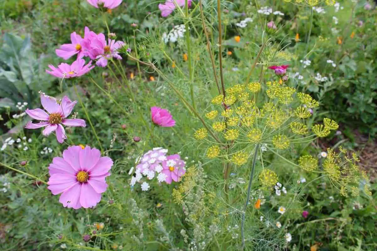 Wildflowers in a permaculture garden
