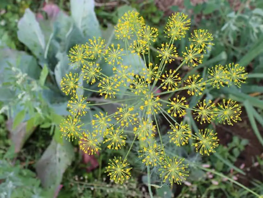 Dill is an excellent herb to grow for companion planting