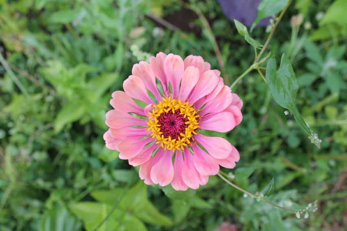 Favorite flowers in the kids garden: Zinnias