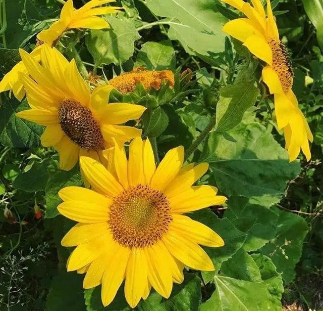 Dwarf sunflowers are perfect for small gardens and bloom earlier