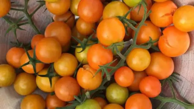 'Sungold' cherry tomatoes