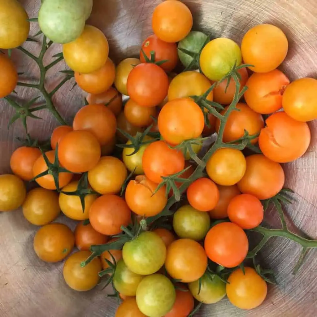 'Sungold' cherry tomatoes
