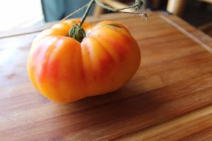 Heirloom 'Gold Medal' Tomatoes