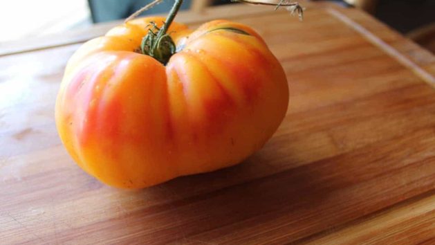 Heirloom 'Gold Medal' Tomatoes