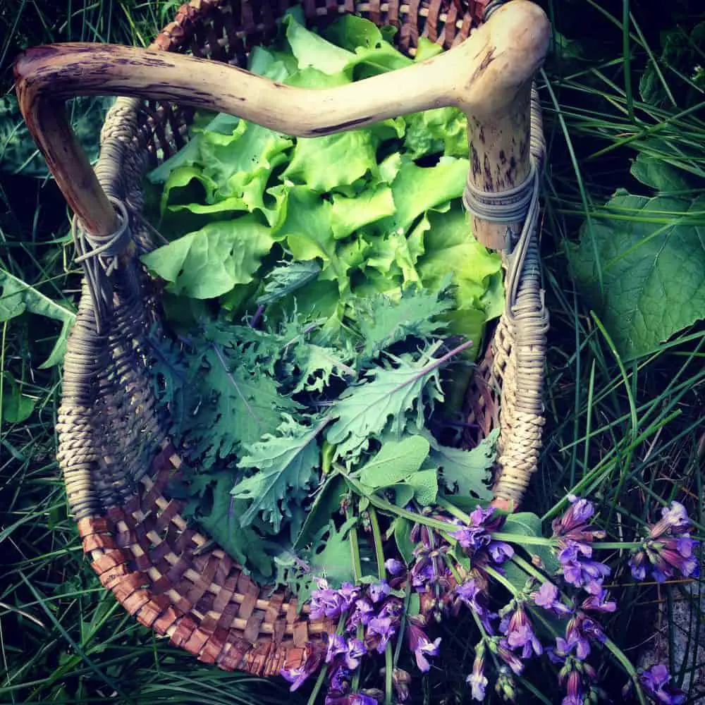 Gardener gifts to love - gathering basket