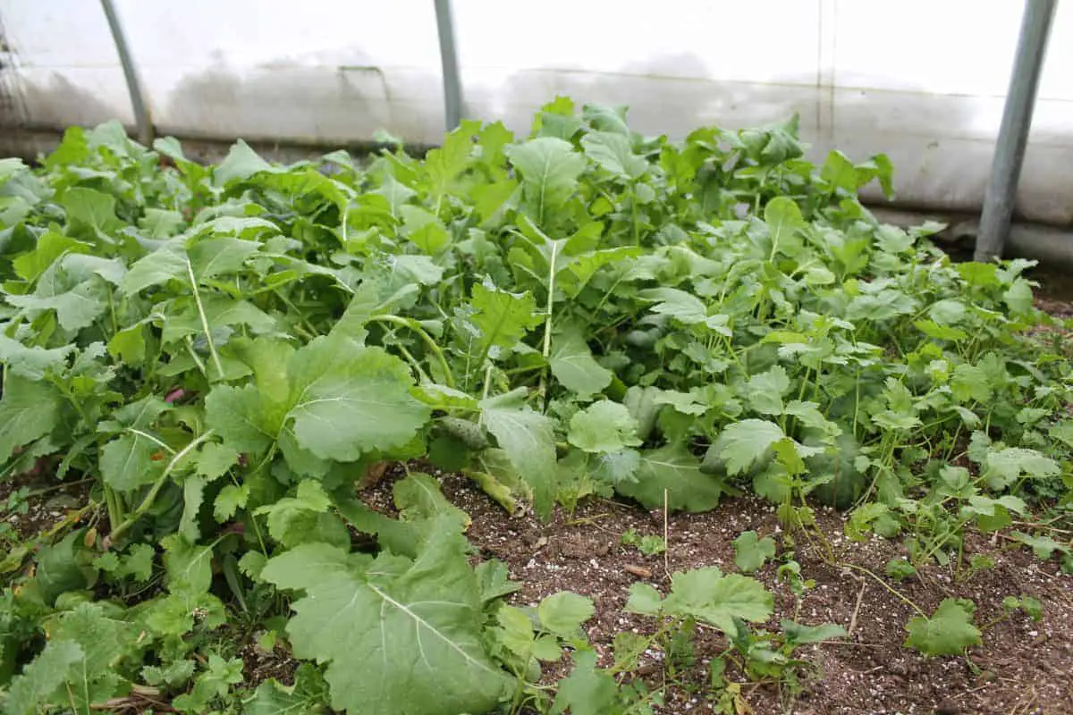 Winter vegetables in a winter garden