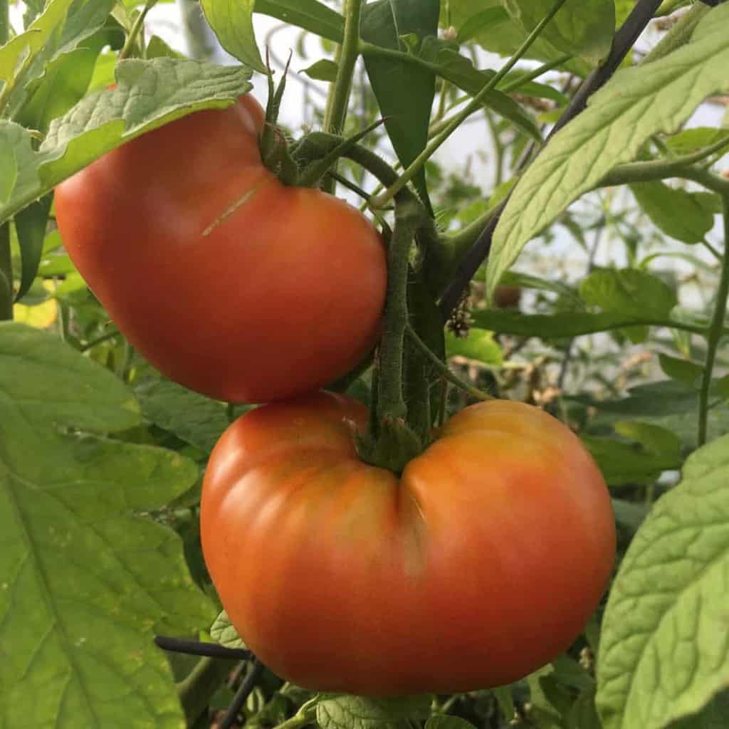 Heirloom Tomato