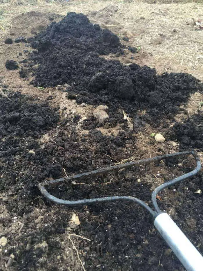 Prepare your garden bed - loose soil, well drained soil amended with compost and/or decomposed manure