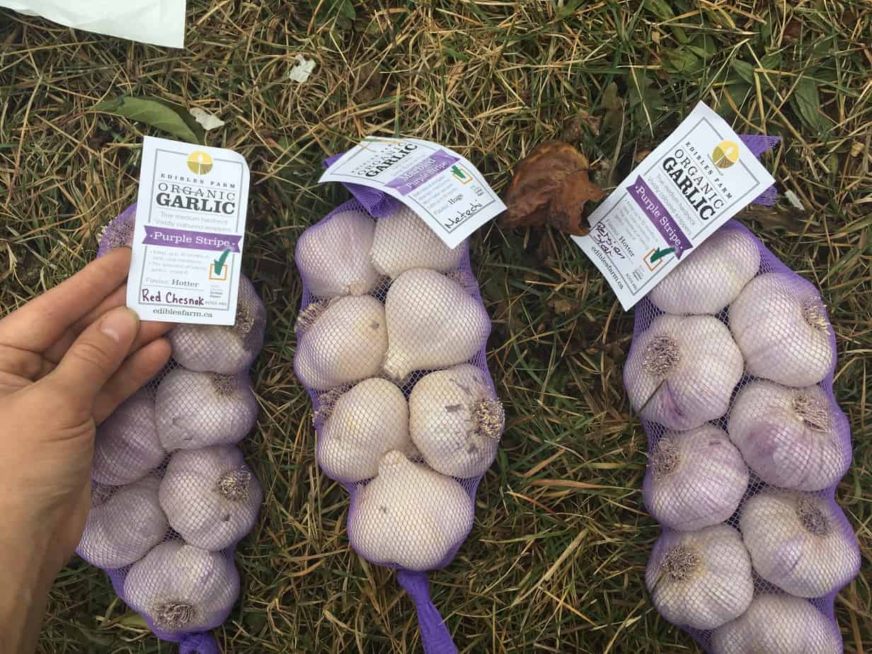 Varieties of Organic Garlic