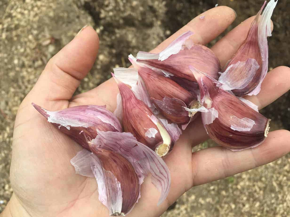 Separate garlic cloves from the garlic bulb before planting