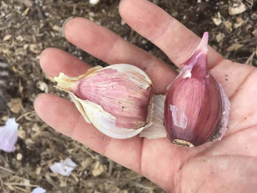 Planting garlic bulbs is the easiest way of growing garlic