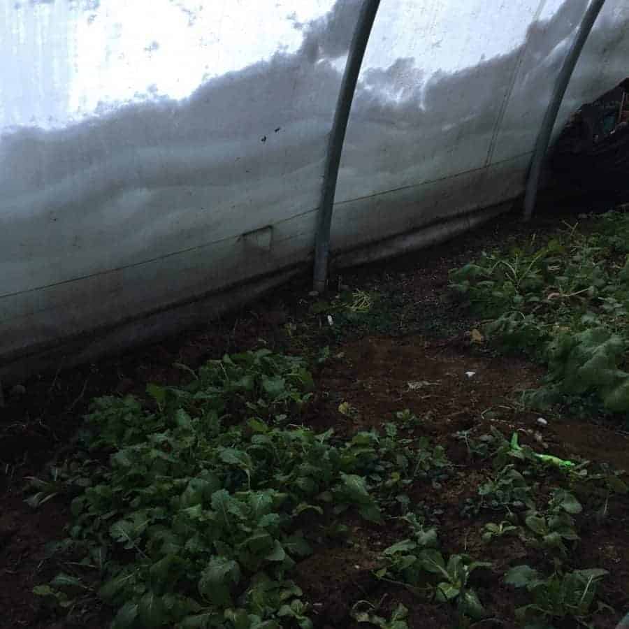 Winter veggies in an unheated winter greenhouse for winter gardening