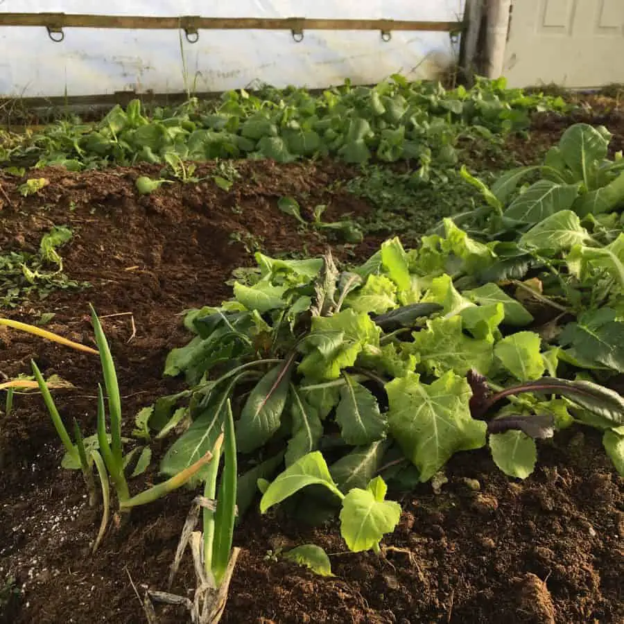 Winter veggies in a winter greenhouse