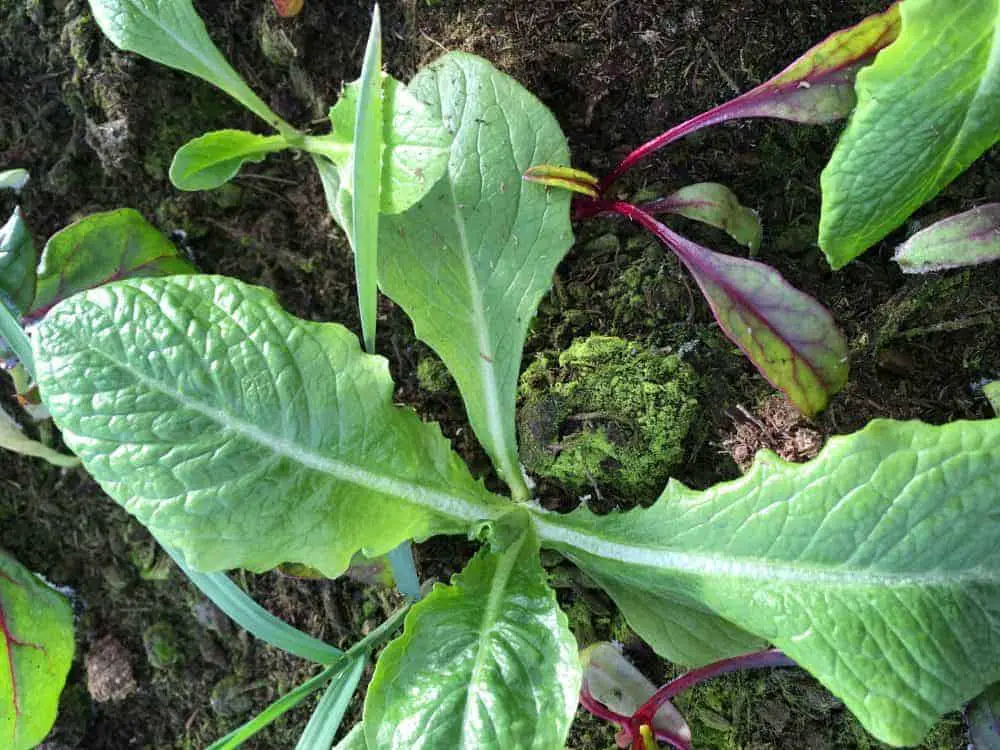 Winter density lettuce is a perfect winter vegetable to grow