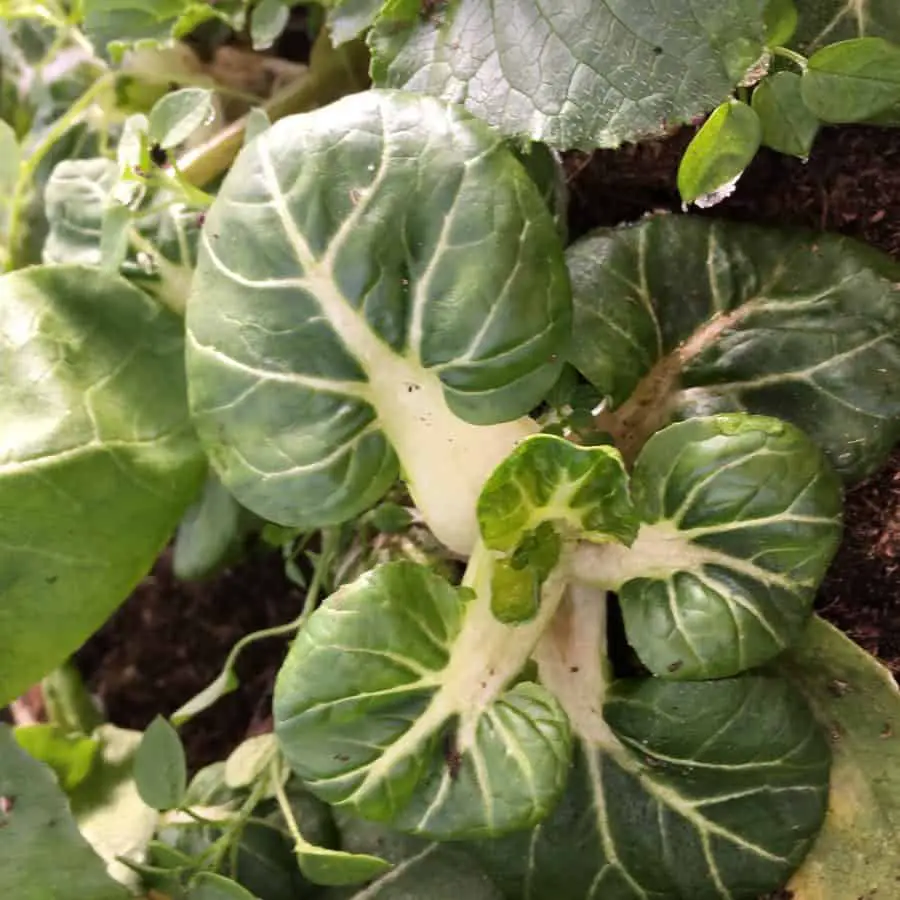 Baby Bok Choi in the winter greenhouse