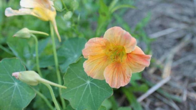 Edible Garden Flowers