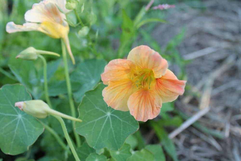 Edible Garden Flowers