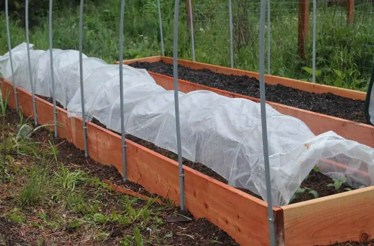 Mini hoop tunnels with raised garden bed