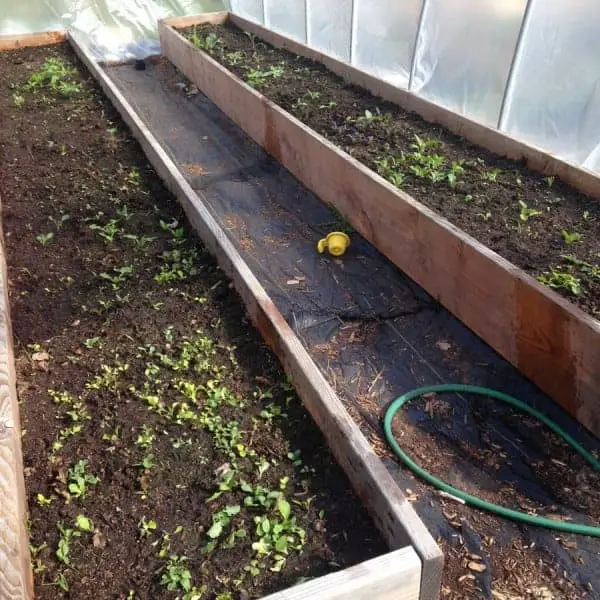 Raised beds with polytunnel cover