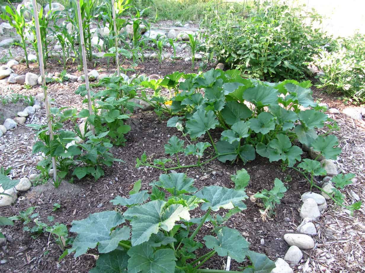 Raised rock garden beds