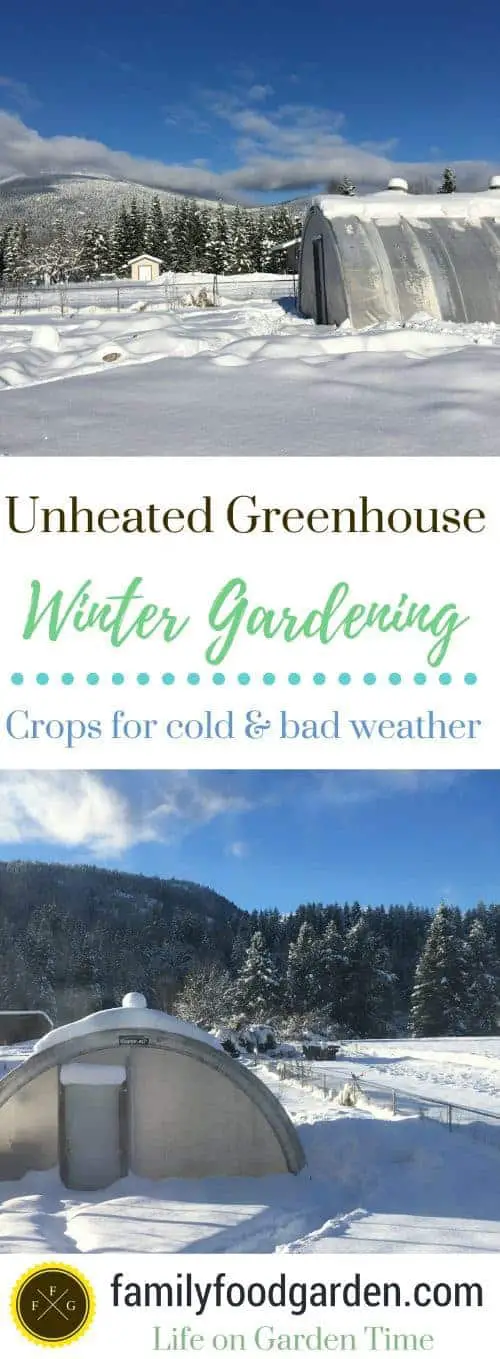 Unheated greenhouse growing