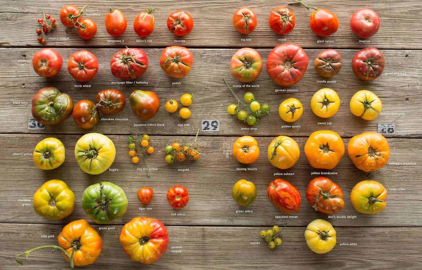 Heirloom Tomato Varieties