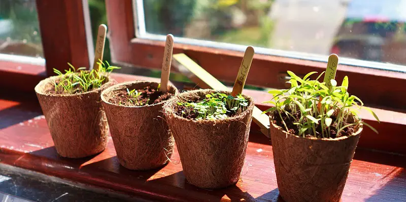 indoor crops