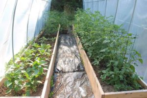 Polytunnel gardening